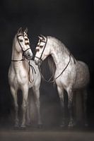 Weiße spanische Hengste mit traditionellem Pferdegeschirr | Weiße Pferde | Pferdefotografie