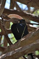 Calao à joues argentées.