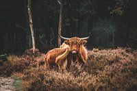 Scottish Highlander with young in the Deelerwoud on the Veluwe