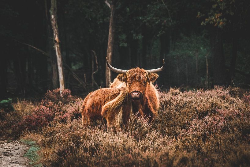 Scottish Highlander with young in the Deelerwoud on the Veluwe by Expeditie Aardbol