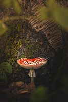 The fly agaric, the icon of autumn