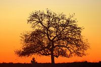 Sunrise on the Veluwe