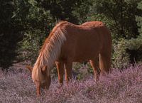 Pony between the purple moors