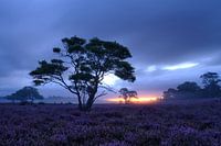 Heure bleue Zuiderheide Hilversum.