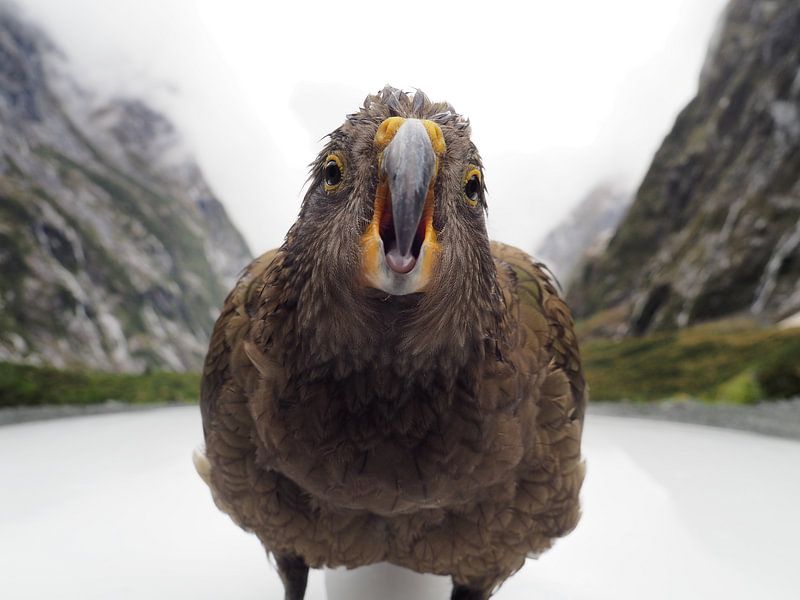 Kea - Nieuw Zeeland par Justin van Schaick