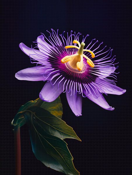 Passionsblume Blumenporträt von Virgil Quinn - Decorative Arts