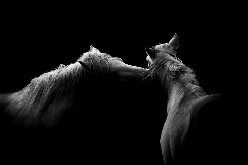 Murmures de Camargue - Harmonie en noir et blanc par Femke Ketelaar