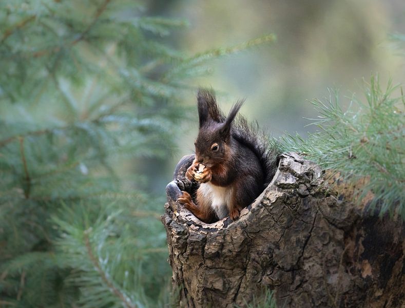 Relaxed squirrel by Marian van der Kallen Fotografie