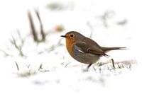 Rotkehlchen im Schnee