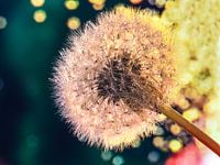 Löwenzahn am Sommerabend