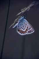 blauer Schmetterling