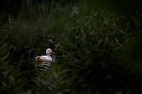 White duck