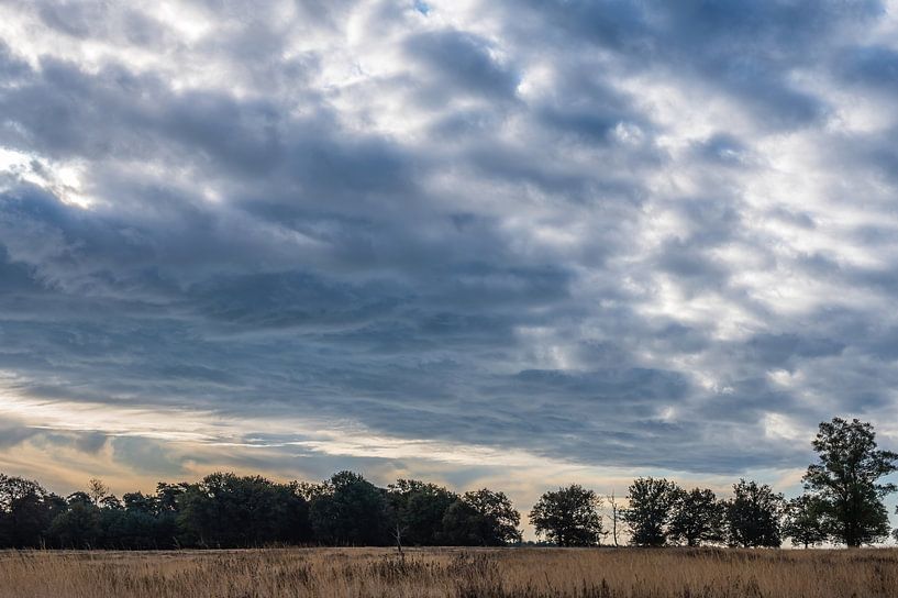 Deelerwoud and heath part 2 by Tania Perneel