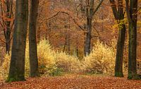 Magnifiques couleurs d'automne jaune et orange dans une forêt de Drenthe