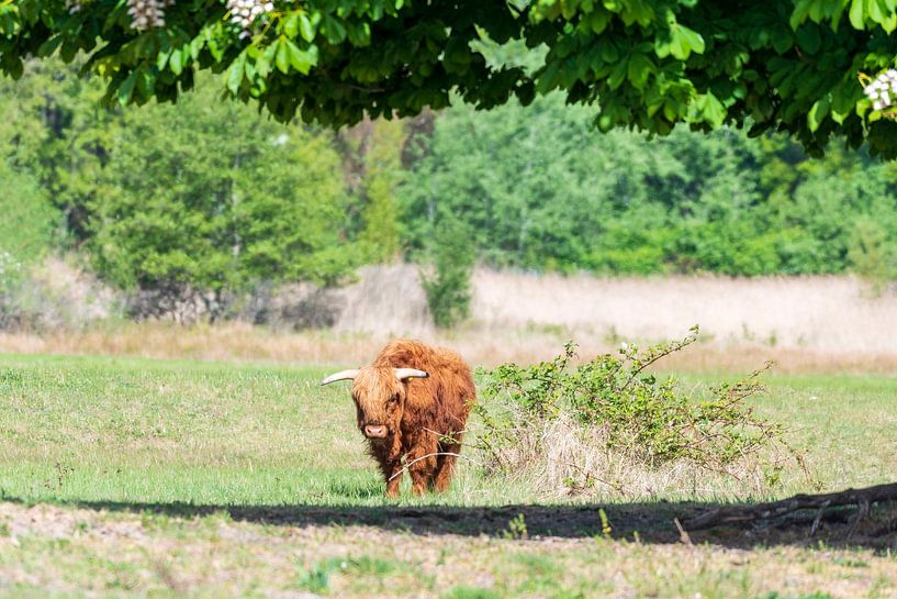 Le highlander écossais, grand herbager par Merijn Loch