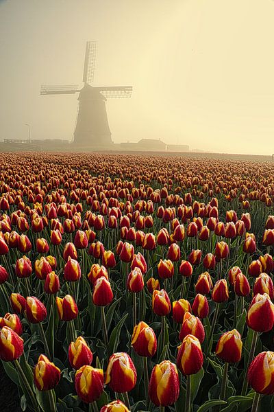 tulipes au moulin d'obdam par peterheinspictures