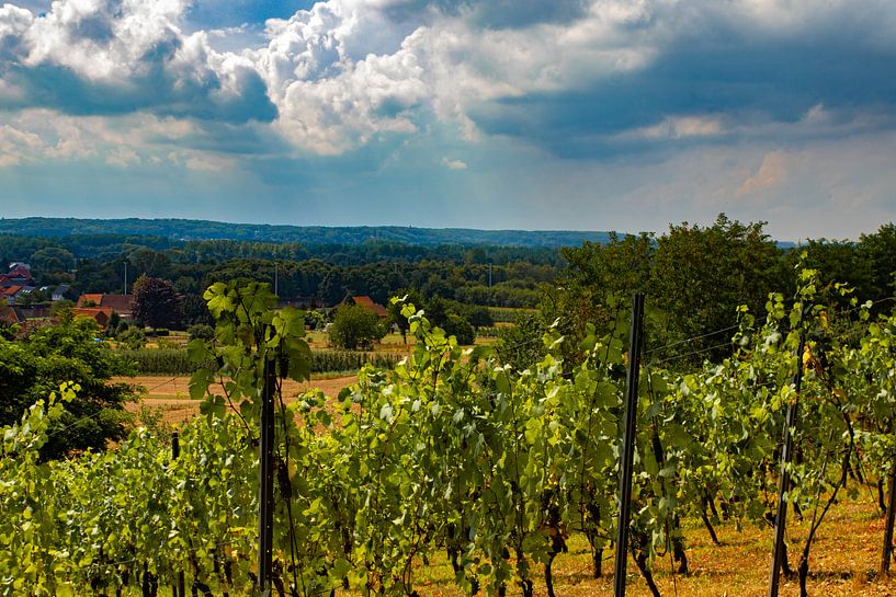 Weingut, Wijngaardberg, Belgien von Nynke Altenburg