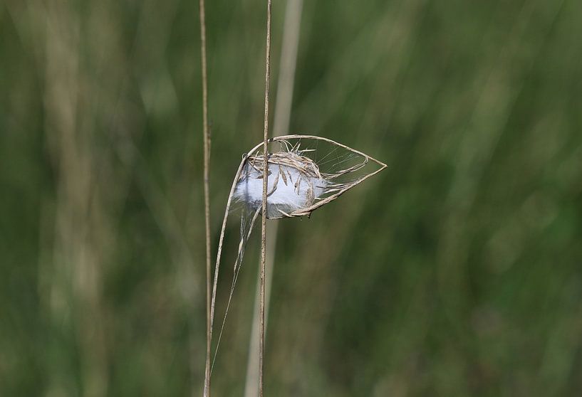 Spinnennetz von Matthias Brix
