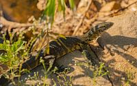 Nilwaran an einem Flussrand im Naturreservat Hluhluwe Nationalpark Süd