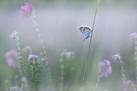 Heather Blue among the Heath