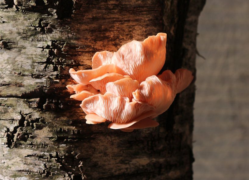 Rose king oyster mushroom by Matthias Brix