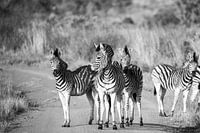Zebras in Kruger Park, South Africa