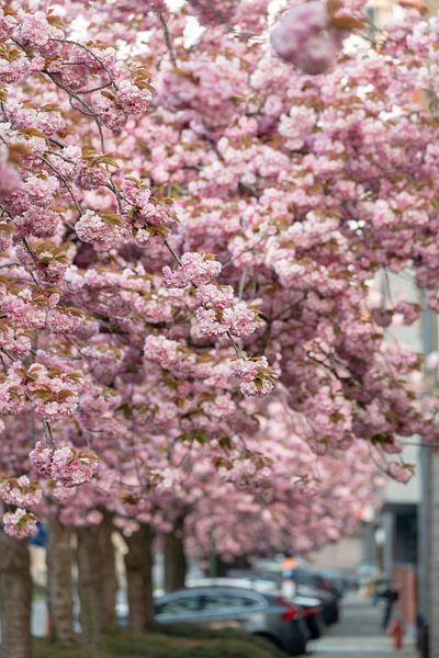 Japanische Kirsche von Marcel Derweduwen