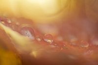 chute des résumés d'automne