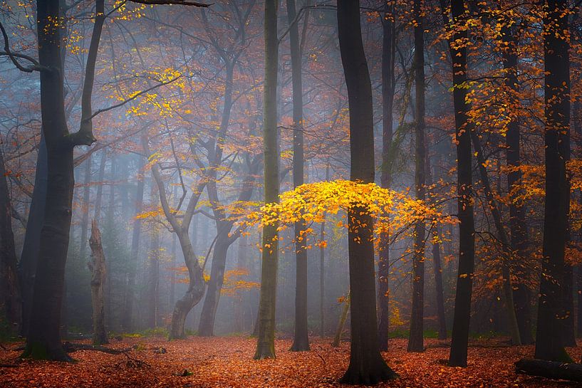 Warmer Winter von Kees van Dongen
