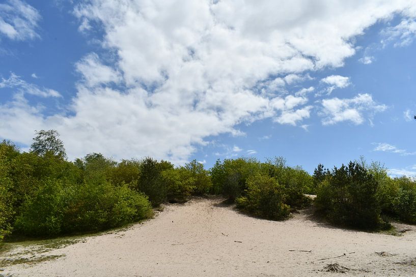 Rheezerbelten near Rheeze, Hardenberg by Bernard van Zwol