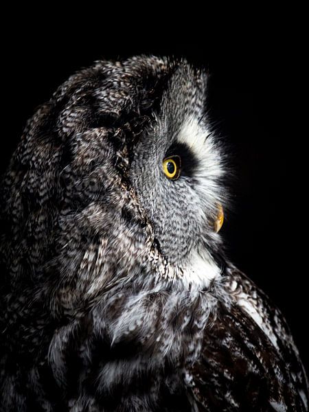 Great gray owl by Scholtes Fotografie