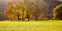 Herfst in de Ardennen