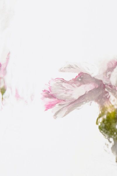 Œillet dans la glace 1 par Marc Heiligenstein