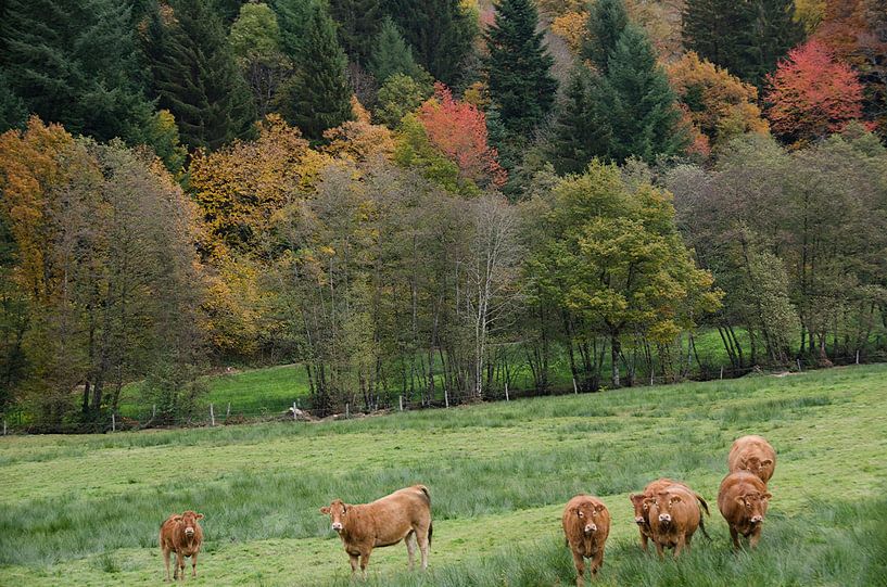 Paysage d'automne par Ghislain Decoster
