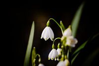 Enchanting Spring Snowflakes: Macro photography in Park Rivierenhof, Deurne