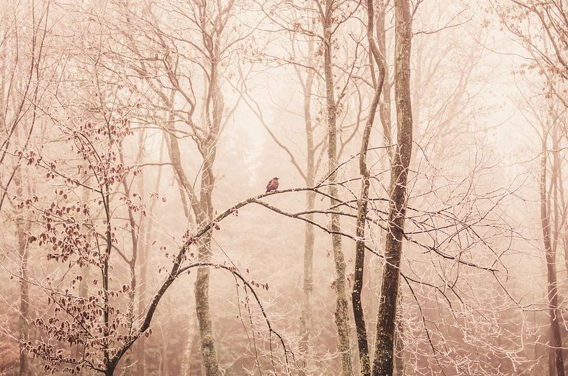 Winter Speulderbos von Nancy van Verseveld