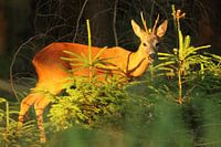 Reebok in de late zomerzon