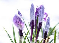 Crocuses in the rain