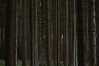 Ein Durcheinander von Baumstämmen.