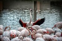 plus de 400 flamants roses
