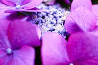 Lila Hortensie Nahaufnahme