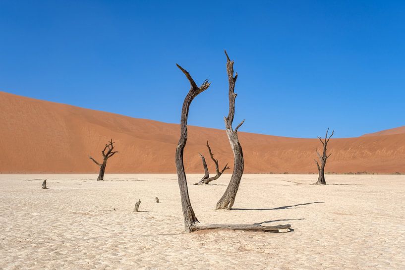 Deadvlei, Baumskelette in einer trostlosen DünenlandschaftDeadvlei / Dodevlei: eine weiße Lehmebene von Nicolas Vangansbeke