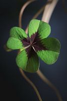 Trèfle à quatre feuilles, symbole du bonheur