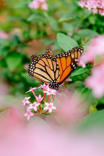 Papillon par Myrthe Vlasveld