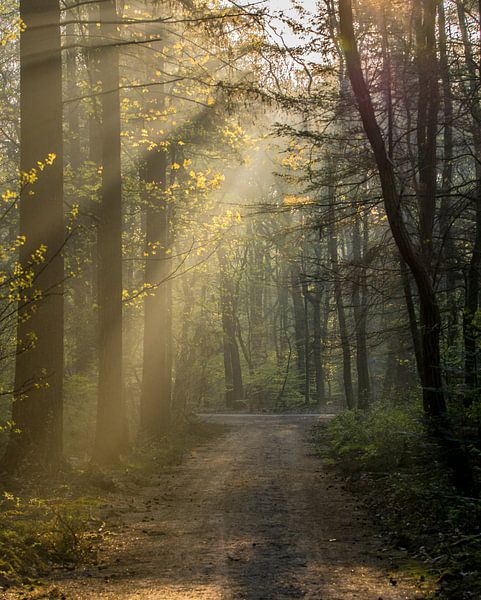 Bospad van Jacco Bezuijen