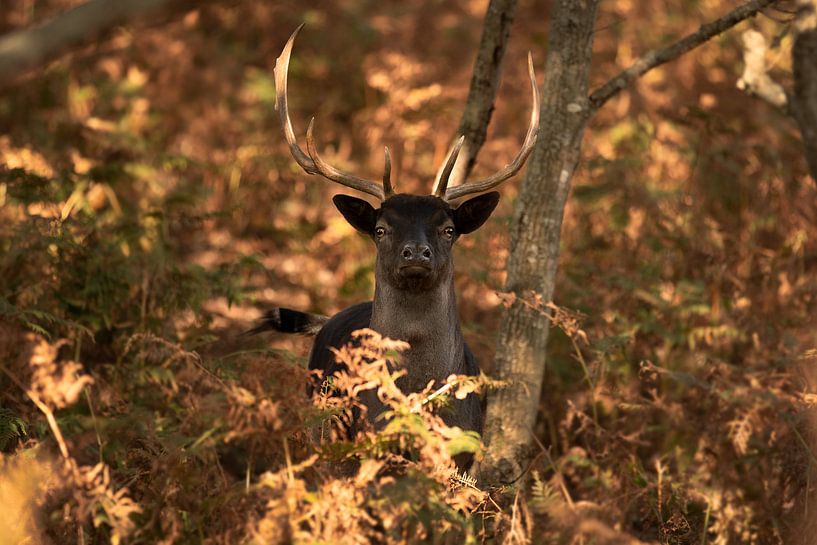 The Black Deer by Kim van Beveren