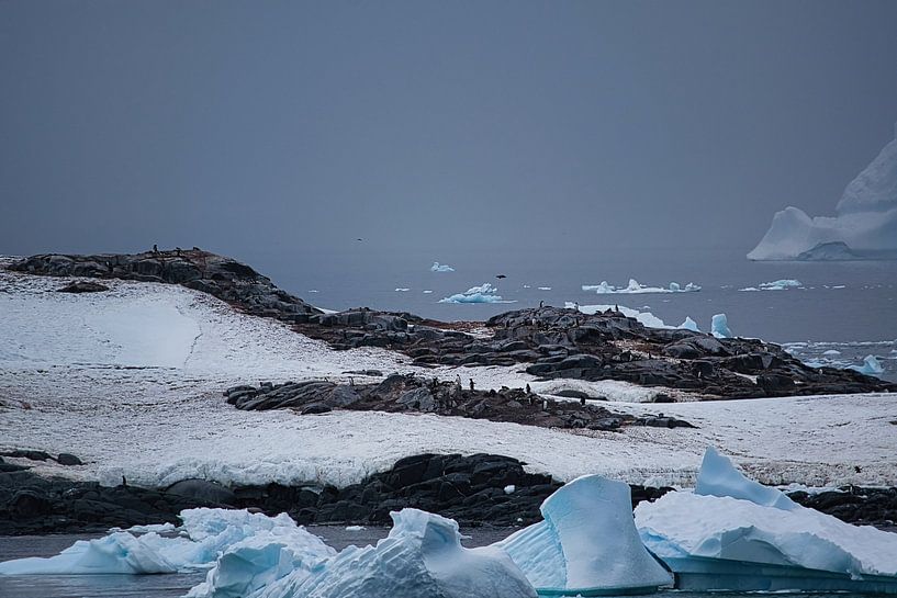 De nombreux manchots sur l'île de Lautaro par Frank's Awesome Travels