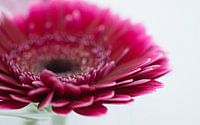 Gerbera