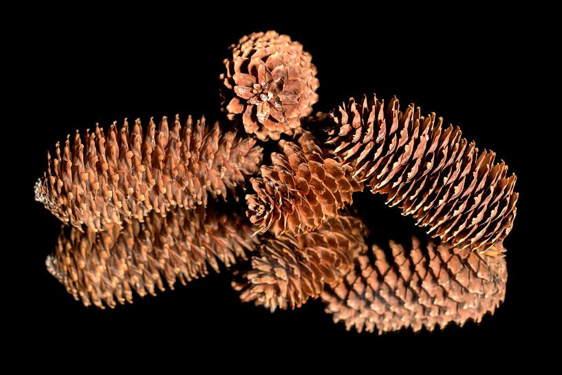 Pine cones by Liberty Biesma