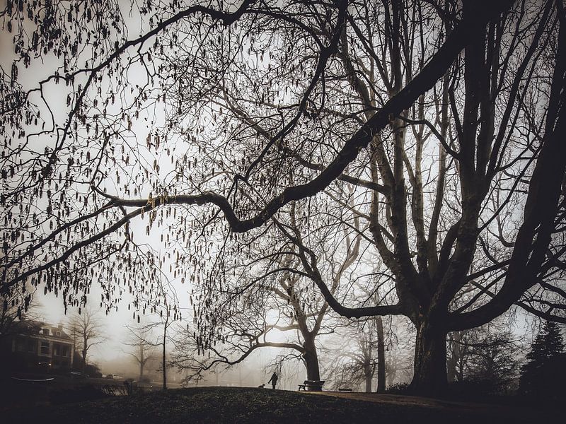Plantsoen - park in Leiden by Dirk van Egmond